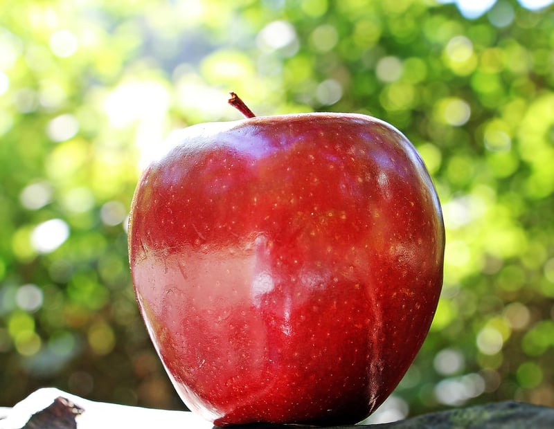Apple Harvest Celebration