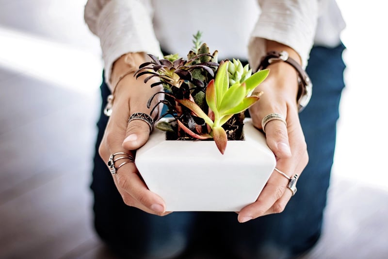 Plants in pots
